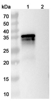 MPXV B6R/SL-159 Antibody