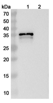 MPXV B6R/SL-159 Antibody