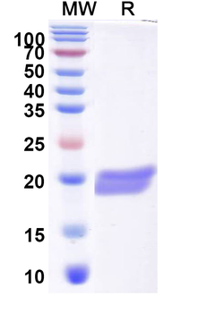 Recombinant CHIKV Capsid Protein, N-His