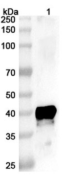 CHIKV NSP1 Polyclonal Antibody