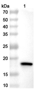 CHIKV NSP3 Polyclonal Antibody