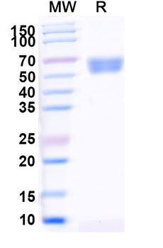 Recombinant Human CD292/BMPR1A Protein, C-Fc
