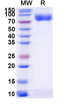 Recombinant Human CD111/NECTIN1 Protein, C-Fc