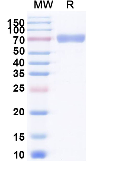 Recombinant Human CD38 Protein, C-Fc