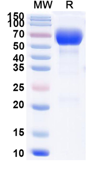 Recombinant Mouse CD38 Protein, C-Fc