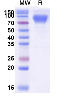 Recombinant Human CD66c/CEACAM6 Protein, C-Fc
