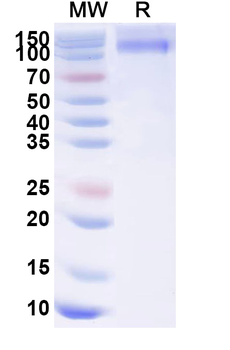 Recombinant Dog CD117/KIT Protein, C-Fc