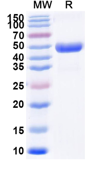 Recombinant Mouse EFNA4 Protein, C-Fc