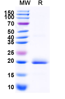 Recombinant Mouse EPO Protein, C-His