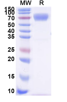 Recombinant Human CD58 Protein, C-Fc