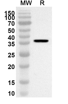 MSH3 Polyclonal Antibody