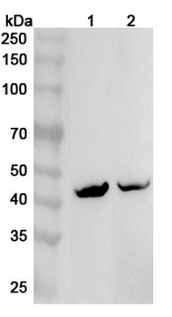 KCNJ5 Polyclonal Antibody