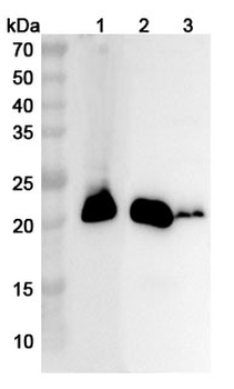 CSRP3 Polyclonal Antibody