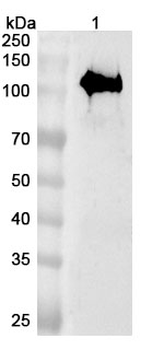 Human AMER1 Polyclonal Antibody