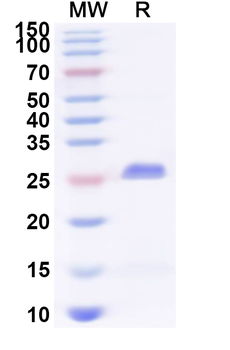 Recombinant Human SLAMF8 Protein, N-His