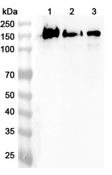 APBA1 Polyclonal Antibody