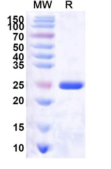 Recombinant Human CDK2AP2 Protein, N-His-KSI