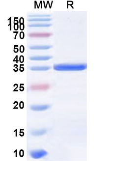 Recombinant Human EPGN Protein, N-GST & C-His