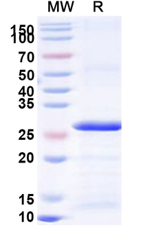 Recombinant Human CLEC14A Protein, N-His