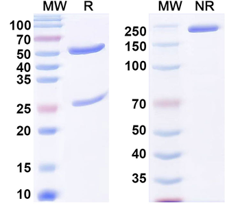 Human IgG3 Recombinant Isotype Control Antibody
