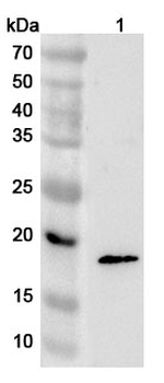 IL21 Polyclonal Antibody
