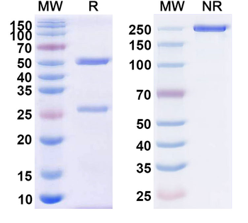 JUNV Glycoprotein GP1 Antibody