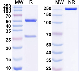 JUNV Glycoprotein GP1 Antibody