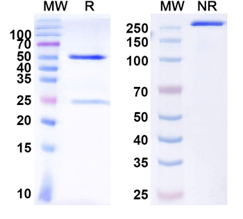 BKPyV Major capsid protein VP1 Antibody