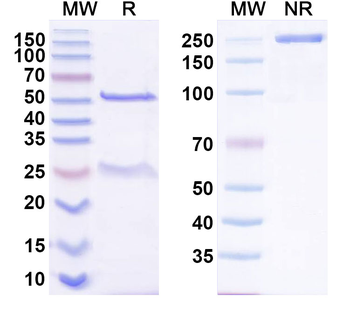 BKPyV Major capsid protein VP1 Antibody