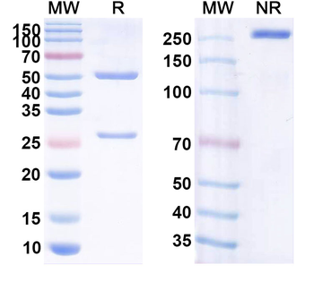 BKPyV Major capsid protein VP1 Antibody