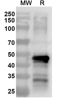 VEEV Spike glycoprotein E1 Polyclonal Antibody