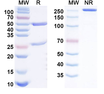 CPV2/FPV Capsid protein VP1 Antibody