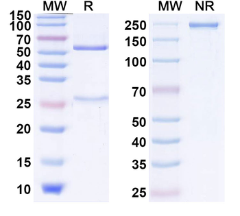 Human GDF2/BMP9 Antibody