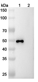 Research Grade Rafivirumab Antibody