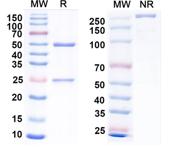Influenza A virus(H1N1) Neuraminidase/NA Antibody