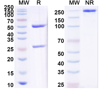 Influenza A virus (H1N1) Neuraminidase/NA Antibody
