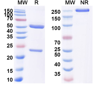 Mouse IL17A Antibody
