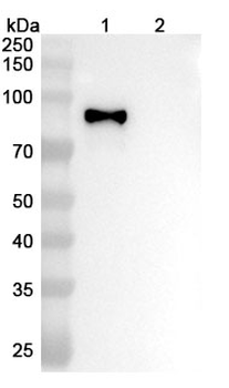 Influenza A virus (H3N2) HA/Hemagglutinin Antibody