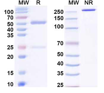 Human IL1RAP Antibody
