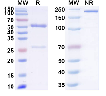 Influenza A virus HA/Hemagglutinin Antibody