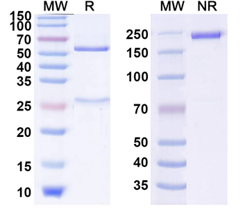 Influenza A virus HA/Hemagglutinin Antibody