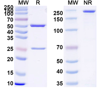 Human CSPG5 Antibody