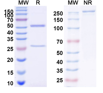 Monkeypox virus/MPXV A35R Antibody