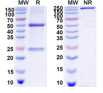Monkeypox virus/MPXV A35R Antibody