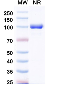 HSV Glycoprotein B/gB Antibody