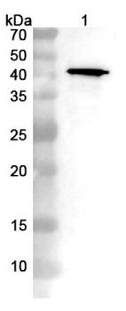 Nucleoprotein Polyclonal Antibody