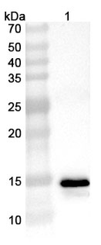 Phosphoprotein Polyclonal Antibody