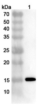 glycoprotein D/gD Polyclonal Antibody