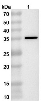 Capsid Polyclonal Antibody
