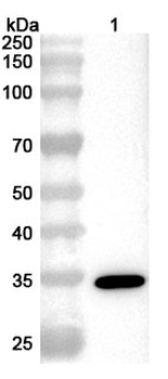 VZV/HHV-3 gI/Envelope glycoprotein I Polyclonal Antibody